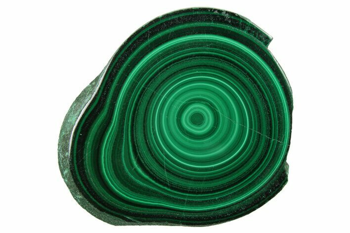 Polished Malachite Stalactite Slice - Congo #251852